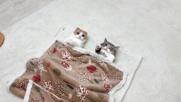 寒くなってきたので今年初めて床暖房をつけたら極楽すぎて猫たちがダメになっちゃいました…