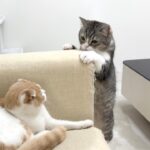 ケンカした弟と仲直りしたい兄猫が不器用すぎてこうなっちゃいました…笑