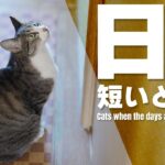 日が短いと猫は