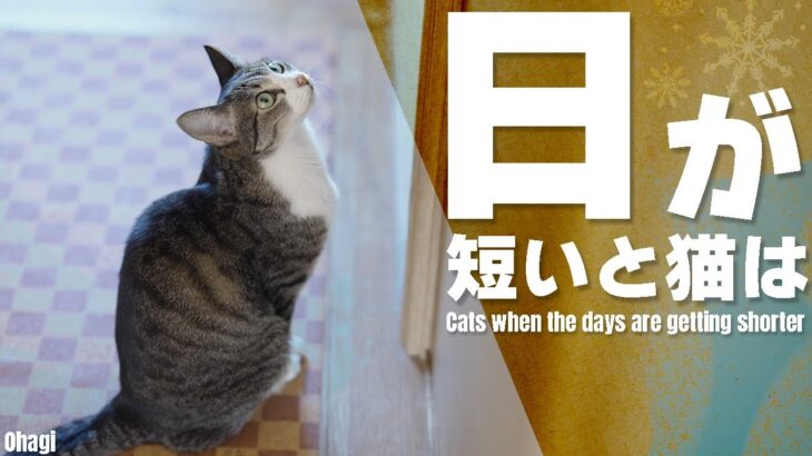 日が短いと猫は