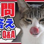 猫の質問に答えてみた。