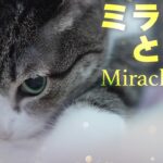 ミラクルと普通と猫