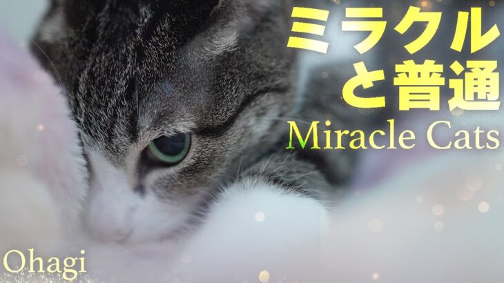 ミラクルと普通と猫