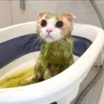 抜け毛まみれの猫をお風呂で丸洗いしたらこんな姿になってしまいました…