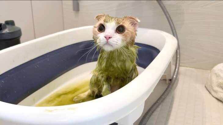 抜け毛まみれの猫をお風呂で丸洗いしたらこんな姿になってしまいました…