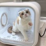 お風呂上がりの猫を初めてドライヤーハウスに入れてみたらまさかのこうなりました…