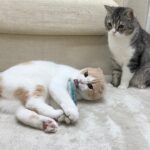 ぬいぐるみに夢中な弟にかまってもらえない兄猫が凹んでこうなっちゃいました…