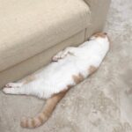 悪さした猫を叱ったら不貞腐れてひとりでこうなっちゃってました…