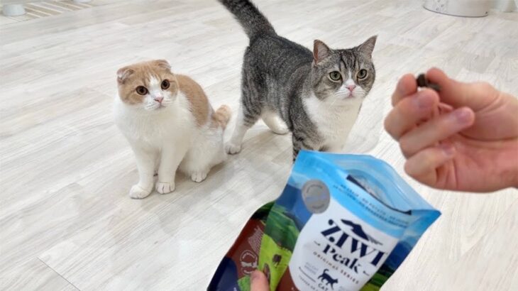 飼い主がキャットフードを食べ始めたときの猫たちのリアクションが可愛いすぎました笑