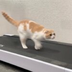 ランニングマシンで運動してたら猫が割り込んできてまさかの展開になりました…笑