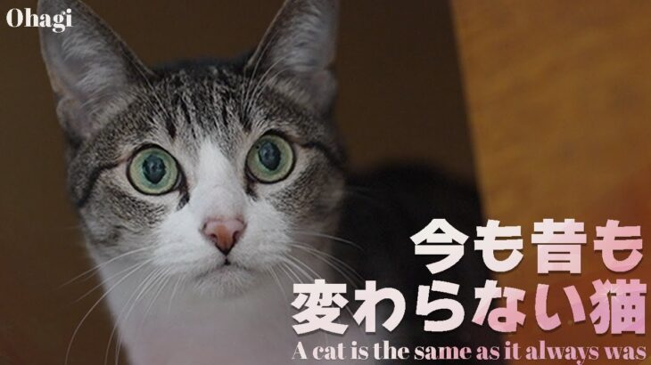 今も昔も変わらない猫