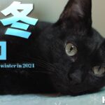 暖かい日の猫の二極化