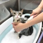 生まれて初めてサロンでシャンプーしてもらった猫が別人になってしまいました…w