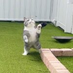 庭で遊んでたら蝶々が飛んできたときの猫のリアクションが可愛いすぎました…www