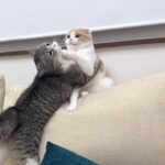 大好きな弟にハグしようとしたら拒否された兄猫がこうなっちゃいました…www