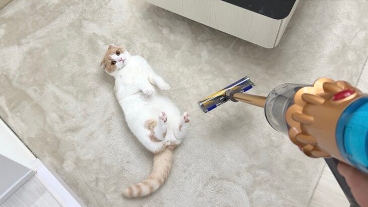 新しい掃除機を買ったら吸ってほしくてゴロンして待ってた猫が可愛すぎましたwww