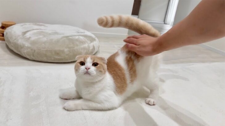 おしりをポンポンされると気持ち良すぎておかしなテンションになっちゃう猫が可愛すぎたwww
