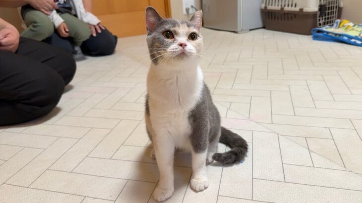 1年ぶりにもちとはなのママに会いに行ったらこんな美猫に成長してました…