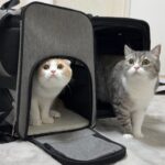 1年ぶりに帰省したら実家を忘れちゃってた猫たちがまさかの反応になりました…