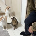 1年ぶりに実家に帰省したら猫が2匹増えてたときの弟の反応がこちらですw