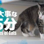 猫に大事な15分