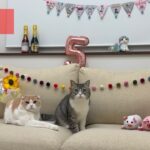 もちまる日記 5周年記念ライブ！