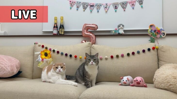 もちまる日記 5周年記念ライブ！