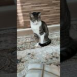 超見てる猫🐱 – A cat is just watching it – #shorts #cat