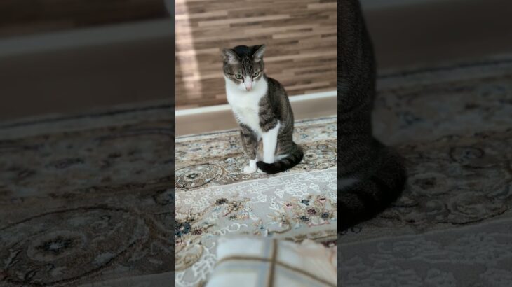 超見てる猫🐱 – A cat is just watching it – #shorts #cat