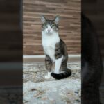 ちょっとキョロキョロする猫🐱 – A cat looking around – #shorts #cat