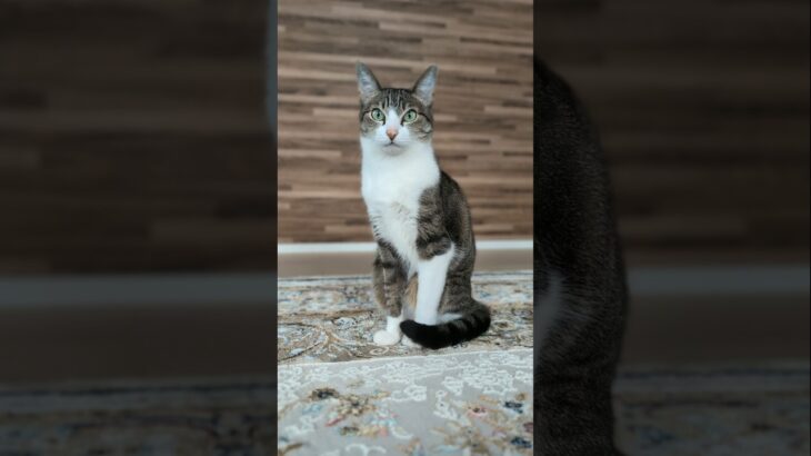ちょっとキョロキョロする猫🐱 – A cat looking around – #shorts #cat