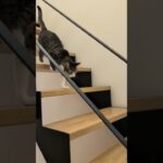 軽やかに階段を降りる猫🐱 – A cat moves down the steps easily – #shorts #s #cat