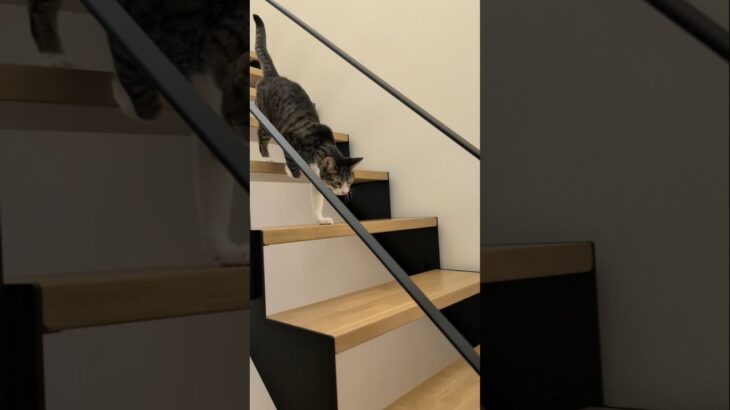 軽やかに階段を降りる猫🐱 – A cat moves down the steps easily – #shorts #s #cat