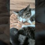 年末は寝る猫🐱💤 – A cat sleeping so well – #shorts #cat