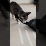 通りすがりの尻嗅ぎ猫🐱 – A cat sniff cat’s butt – #shorts #cat
