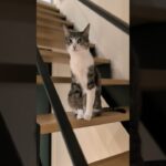 待っている時のキジ猫🐱 – A cat waiting for a while – #shorts #cat