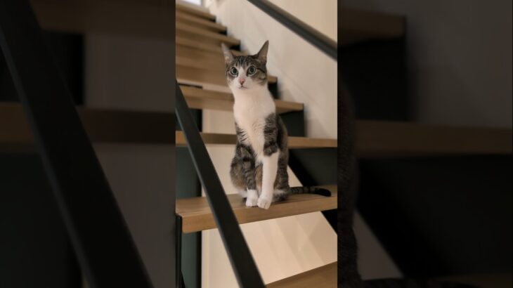 待っている時のキジ猫🐱 – A cat waiting for a while – #shorts #cat