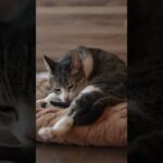 くつろぐと足が出る猫 – Cats Paws – #shorts #cats