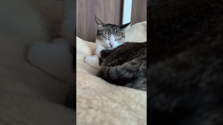 目を閉じてる猫🐱 – Cats closed her eyes – #shorts #cat