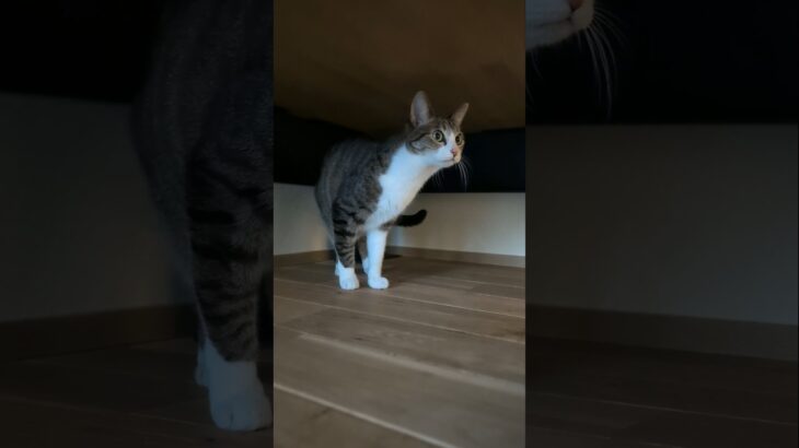 よーく見てる猫🐱 – Cats often watch it – #shorts #cat