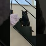 掃除を邪魔する猫🐱 – Cats vs Microfiber Mops – #shorts #cat