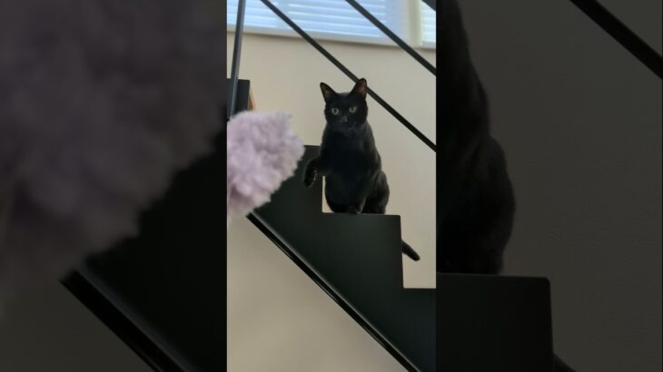 掃除を邪魔する猫🐱 – Cats vs Microfiber Mops – #shorts #cat