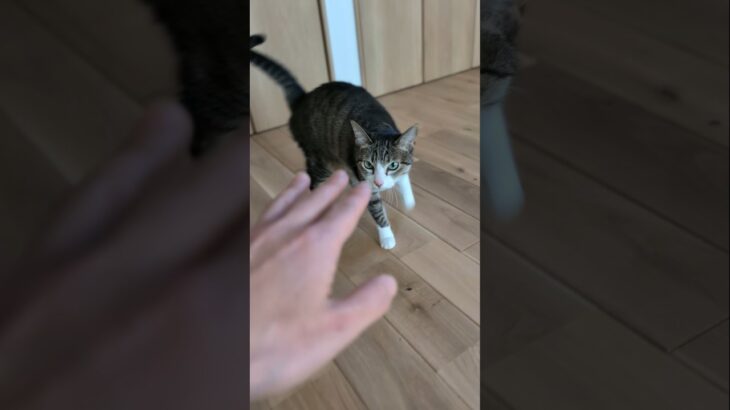 頭突きで挨拶する猫🐱 – Funny Cats Greeting – #shorts #cat