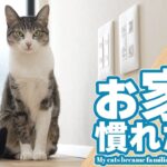お家に慣れた猫は騒ぐ