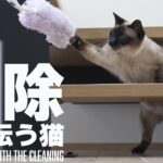 掃除を手伝う猫