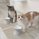 留守番中にペース配分を間違ってごはんを完食しちゃった猫たちがこうなってました…