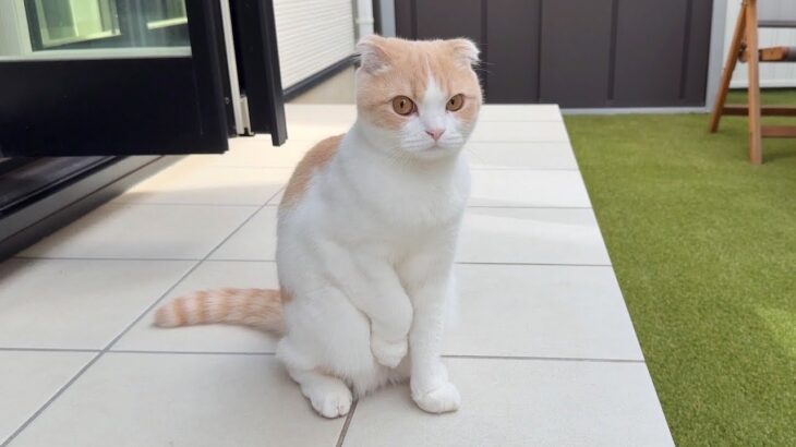 お散歩したくて庭に出たら寒すぎた猫がこうなっちゃいました…