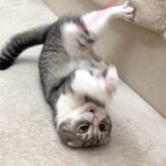数年ぶりにお気に入りの猫じゃらしを見つけた猫が嬉しすぎておかしくなっちゃいました…