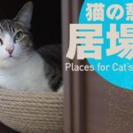 猫の憩いの場所は、争いの元