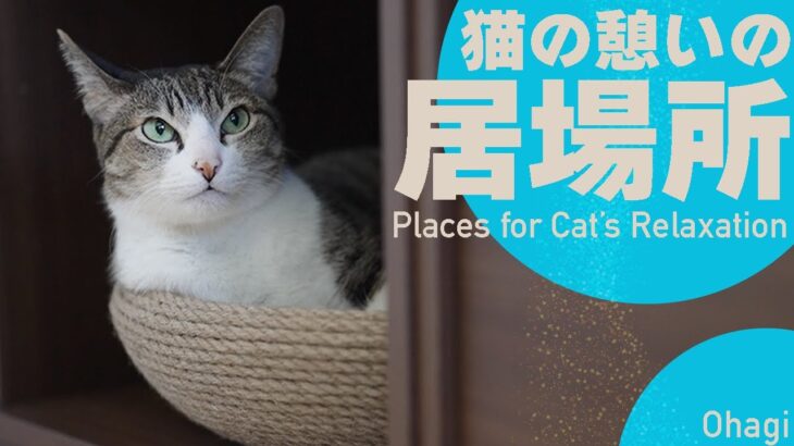 猫の憩いの場所は、争いの元